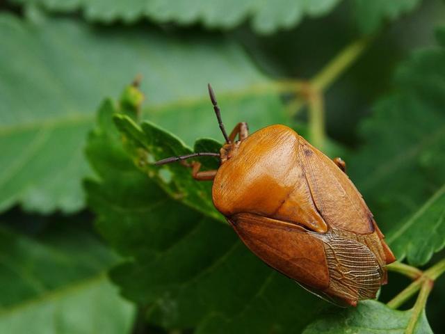 臭屁虫有毒吗 臭屁虫有毒吗接触皮肤会怎么样_品学知识网