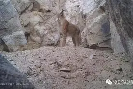 乌拉特后旗境内发现狼、猞猁、成群北山羊图片
