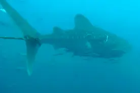 鲸鲨被绳索绑住尾巴 泰国潜水员冒险上前解救图片