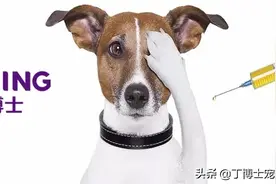 养狗必须知道的打疫苗常识，几大误区不能犯！图片