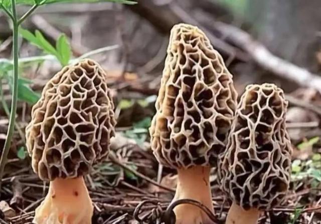 野生9种蘑菇?吃过几种?全吃过算你厉害(菌类都有哪些品种) - 冷求网