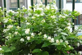 “聪明人”都养3种花，旺财旺运，还净化空气，越养越喜欢图片