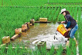 什么是“稻鱼共生”？曾风靡全国的养殖方法，为何如今没人养了？图片