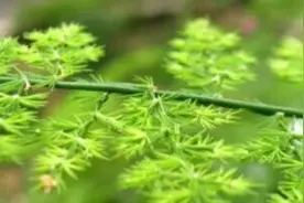 文竹为什么要用茶水浇图片