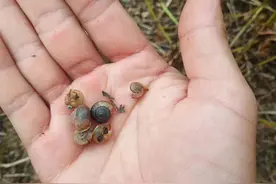 种植花生遇到蜗牛危害不知咋办？别慌，做好以下三步即可轻松防治图片