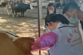 规模母牛场如何进行发情鉴定、人工授精？图片