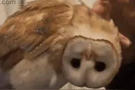 猫头鹰的脑袋居然能270度转动，你可能没见过的珍贵动图图片