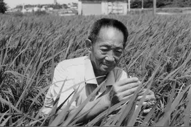 追忆“杂交水稻之父”袁隆平：曾在南京读高中 让江苏盐碱地飘出稻香图片