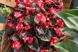 四季海棠不开花？做好3点，叶片多花也多，一直开，很鲜艳图片