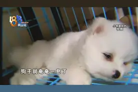 “YOYO”卖狗三天后，博美吐虫又生病？图片