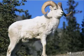 为什么说“十羊九不全”？原来真相与慈禧有关图片