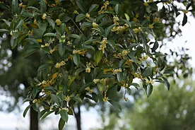 “桂花门前栽，贵人立门内”，这四个地方不宜栽桂花树，要知晓图片