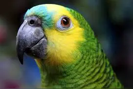 世界上10种最会说话的鸟，你知道几个图片