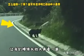 熊出没！西安沣峪口发现黑熊！图片