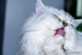 猫洗脸是为了保持嗅觉的灵敏图片