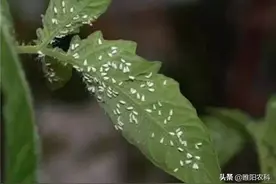 又一个新药上市，专治白粉虱、介壳虫，成虫、若虫、卵通杀图片