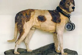 搜救犬的历史图片