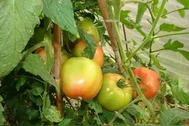 现在西红柿你还敢吃吗？图片