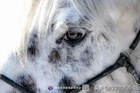 刘克强：蒙古马图片