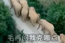 “象”由心生，人与自然和谐共处是一个国家，也是世界的需要图片