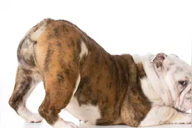 狗狗放屁巨臭六种原因！你知道吗？图片