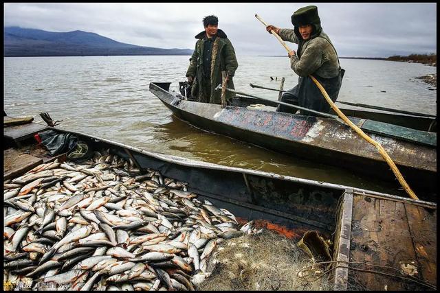 如何泡发干鱼皮 2026年怎么泡发干鱼皮