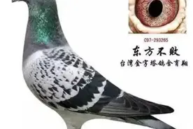 大铭鸽“东方不败”，竟然是他最早引进的图片