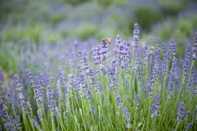 听着周董的《花海》欣赏着花海图片