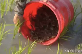 永吉县万昌镇的稻田蟹已经膏肥肉满，绿色水稻种植也迎来金浪翻滚图片