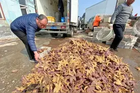 从泛滥成灾到供不应求，只用了不到一周？海星：对不起我不入侵了图片