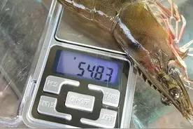 大规格对虾是这样养出来的！想要养好虾、养大虾，还得多看多学图片