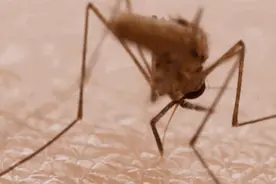 小米有品最新推出"止痒棒"，别以为"不正经"14天就卖出了900多万图片
