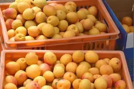 速看，濮阳市这三种特产，你吃过哪几种？图片