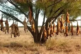 神奇植物“食羊树”：温度达40℃就会自燃，羊群靠近意味着死亡图片