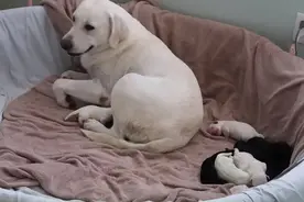 狗妈妈喂奶后总有一只小狗不见，主人探寻后发现：母爱伟大图片