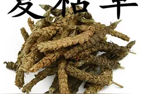 夏枯草素有清肝、护肝“圣药”之称，可治口眼歪斜，止筋骨疼痛图片