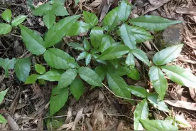 三叶青：长有3片叶子好辨认，年年有人采挖，如今靠种植400元/斤图片