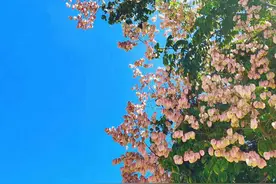 秋天的味道——两当大山里的这些野果成熟了图片