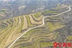 翼城：黄澄澄连翘花铺就金灿灿致富路图片