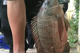 6斤！鸭子塘里的罗非鱼体型惊人，因常年吃鸭粪？图片