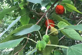 果实可补肝肾，叶子可祛风止痒，一起认识“一身是宝”的构树图片