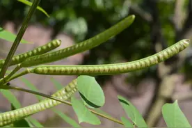 农村常见植物野扁豆，很神奇，毒蛇遇见都得绕道跑。图片