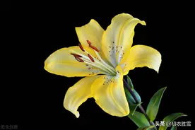 母亲节母亲花六首，金色萱草如百合，萱草忘忧日日长图片