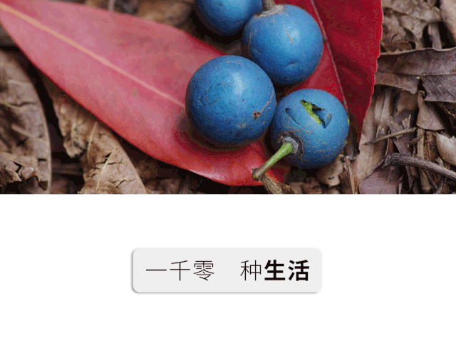 割绳子水果王国40（花50万吃遍世界水果）