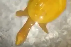 继黄金牛蛙后，印度惊现黄金乌龟，通体都是金黄色，见者纷纷称奇图片