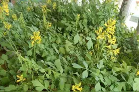 农村一珍贵野生草本植物，但在山中极难见到，请不要轻易采挖图片