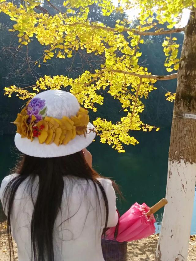 秋风吻尽银杏叶，艳遇醉美帽子峰