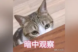 2只基金大赚200%+，聊聊易方达基金的陈皓图片
