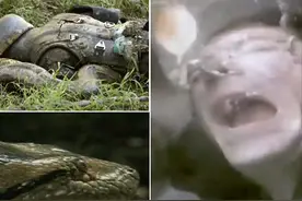 被蛇活吞是什么感受？科学家冒死体验，心率瞬间飙到180图片