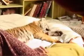 宋佳与老虎同床拍戏太惊险，演女土匪而走红，曾当小三至今单身图片